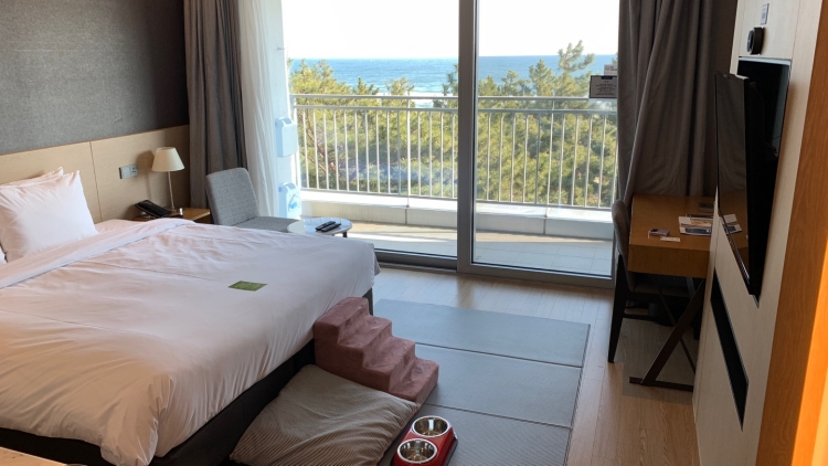 세인트존스 펫룸 어메니티 01